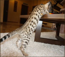 Bengal Cheetahsden Bengal Tao