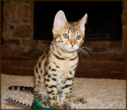 Cheetahsden Kobe