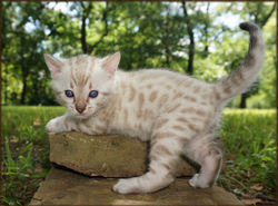 Cheetahsden Snowflake