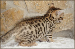 Bengal Cheetahsden Bengal Tao