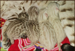 Cheetahsden Savannah