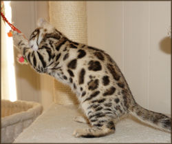 Bengal Cheetahsden Bengal Willow