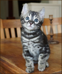 Cheetahsden Bengal Batman