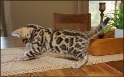 Cheetahsden Luke