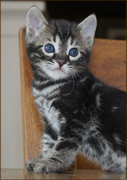 Cheetahsden Bengal Batman
