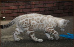 Cheetahsden Kimber