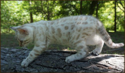 Cheetahsden Snowflake