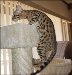 Bengal Cheetahsden Bengal Tao