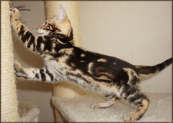 Bengal Cheetahsden Bengal Luna