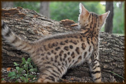 Cheetahsden Teriyaki