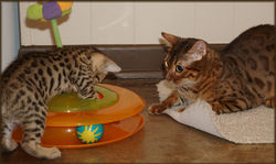 Bengal Cheetahsden Bengal Tao