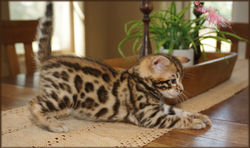 Cheetahsden Luke