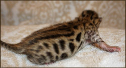 Bengal Cheetahsden Bengal Theo