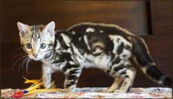 Bengal Cheetahsden Bengal Luci