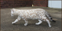 Cheetahsden Kimber