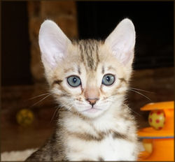 Bengal Kitten Cheetahsden Shayla