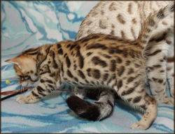 Cheetahsden Chester Cheeto