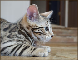 Bengal Cheetahsden Bengal Charlie