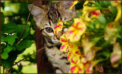 Cheetahsden Bengal Enzo
