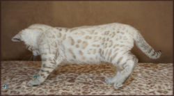 Cheetahsden Marshmallow