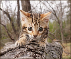 Bengal Cheetahsden Bengal Luna