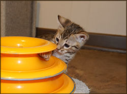 Bengal Cheetahsden Bengal Tao