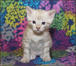 Cheetahsden Savannah