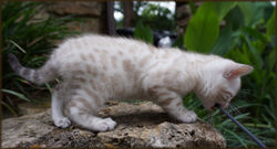 Cheetahsden Snowflake