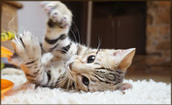 Bengal Cheetahsden Bengal Oscar