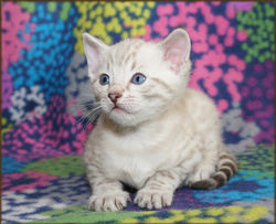 Cheetahsden Marshmallow