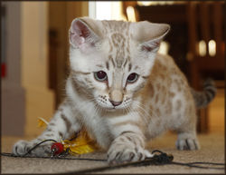 Cheetahsden Marshmallow