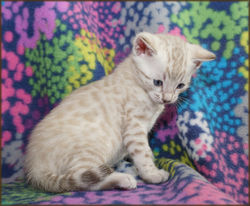 Cheetahsden Marshmallow