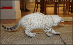 Cheetahsden Marshmallow