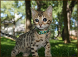 Cheetahsden Bruiser