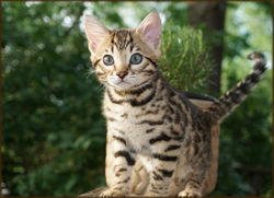 Cheetahsden Bengal Enzo