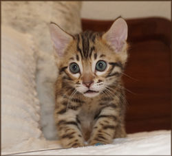 Cheetahsden Luke