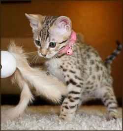 Cheetahsden Nala