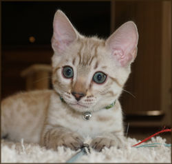 Cheetahsden Conrad