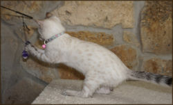 Cheetahsden Sarafina