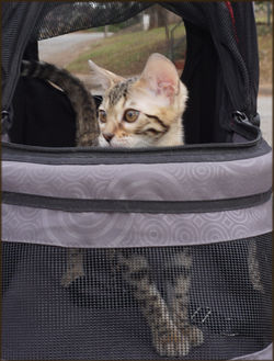 Bengal Cheetahsden Kiera