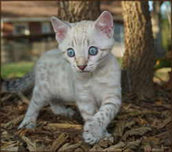 Cheetahsden Harvey
