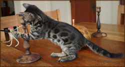 Cheetahsden Bengal Rowdy