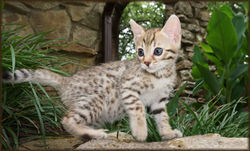Cheetahsden Nala