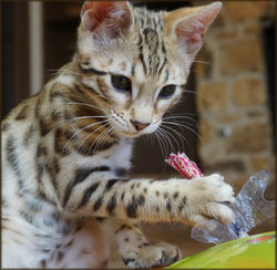 Bengal Cheetahsden Bengal Oscar