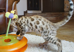 Bengal Cheetahsden Bengal Oscar