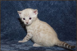 Cheetahsden Marshmallow