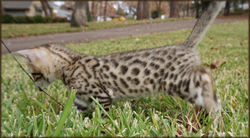 Bengal Cheetahsden Kiera