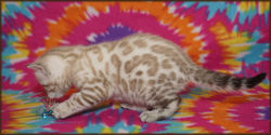 Cheetahsden Kimber