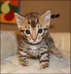 Bengal Cheetahsden Bengal Theo