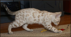 Cheetahsden Savannah